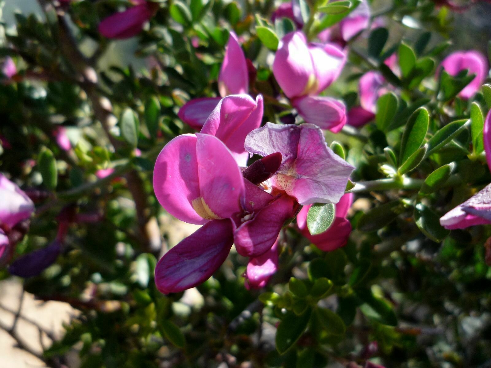 High Resolution Pickeringia montana Flower